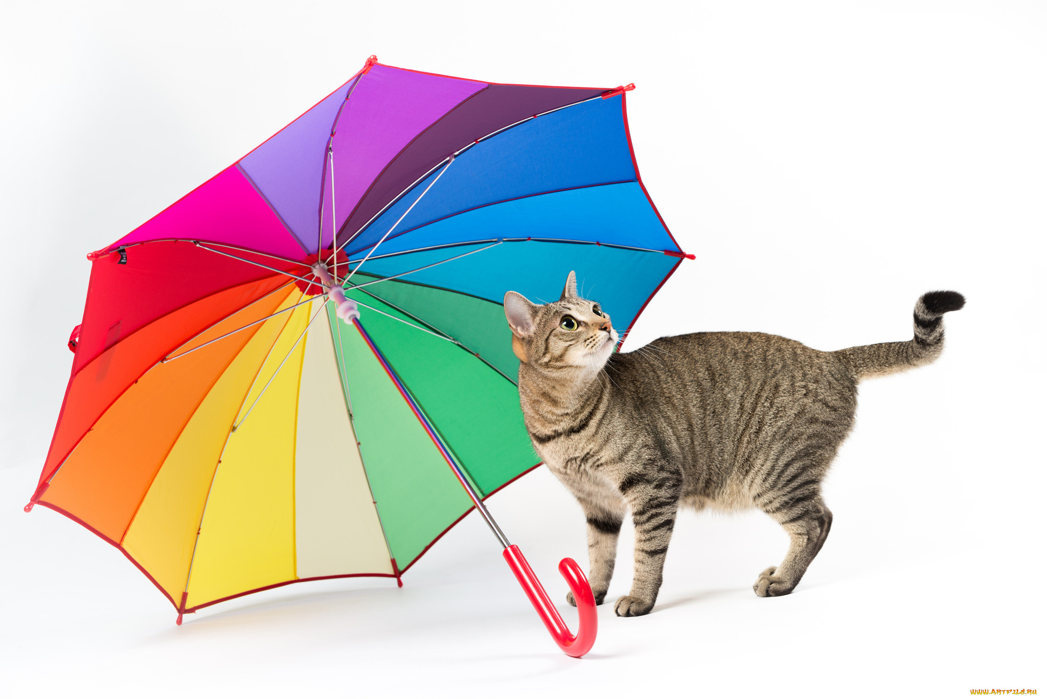 Котики зонтики
